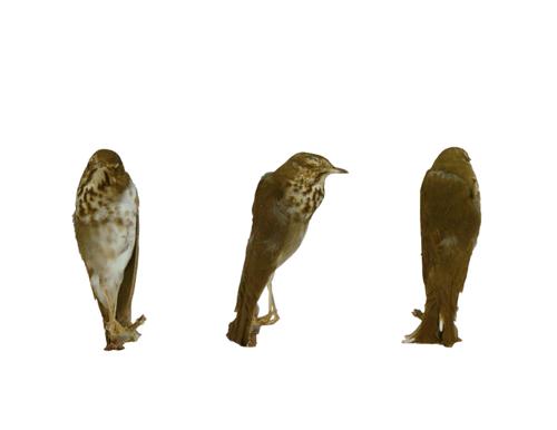 Swainson's Thrush